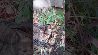 猫が好きなハーブはコレ🌿😻ねこがくつろげる時間