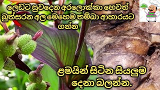 ලෙඩට සුව දෙන බුත්සරන/ළමුන් සිටින නැති සියලු දෙනා බැලිය යුතු වීඩියෝව/Vilage kitchen sl