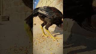 Aseel murga kala breed 🐓#birds #aseelhenslover #aseelmurga #aseelhen #aseel #hen #shorts #shortvideo