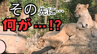 とくしま動物園のメスライオンズ#ライオン#徳島#とくしま動物園#サッシュ#赤ちゃん#モエル #ムーン#親子#姉妹#動物園  #阿波おどり #カプリTube　#japan #도쿠시마 #사자#동물원