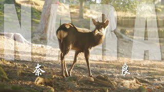 NARA - Ancient Treasures and Adorable Deer, the First Capital of Japan Unravelled