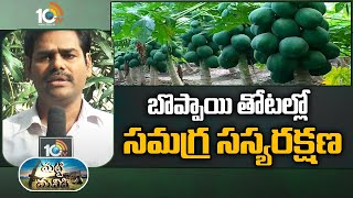 బొప్పాయి తోటల్లో సమగ్ర సస్యరక్షణ | Integrated plant protection in papaya plantations | 10TV