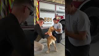 Happy National Fire Pup Day! 🐾 ❤️ 🚒