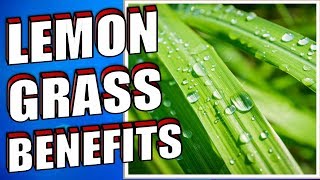 13 Health Benefits of Lemongrass YOU NEED TO KNOW