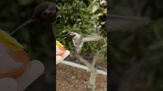 Urban Hummingbird Feeds from my hand 2.5x zoom \u0026 10x slow speed