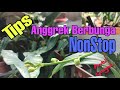 Cara Agar Anggrek Berbunga Terus Menerus - Review aplikasi bud breaker