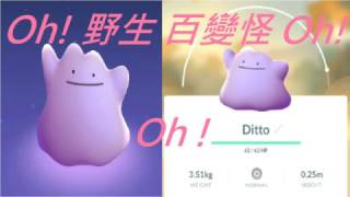 [Ace Pokemon GO] #36 寶可夢,野生百變怪,有公布地點(メタモン,Ditto)