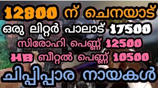 12800 ന് ചെനയാട് / ഒരു ലിറ്റർ പാലാട് 17500 // സിരോഹി പെണ്ണ് 12500 // HB ബീറ്റൽ പെണ്ണ് 10500 ന്യായവില