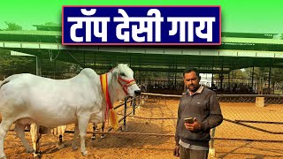 | Desi Cow dairy farming in India | Dairy Farming in India | India farming management