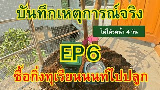 บันทึกเหตุการณ์จริง ซื้อกิ่งทุเรียนนนท์ไปปลูก EP6 #บันทึกเหตุการณ์จริง #ปลูกทุเรียน