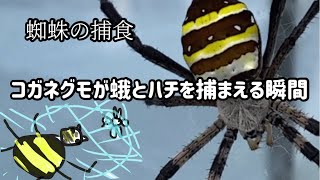 蜘蛛の捕食 コガネグモが蛾とハチを捕まえる瞬間