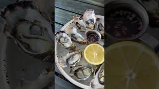 $2 Happy Hour Oysters • Auckland Vlog | #food #newzealand #shorts