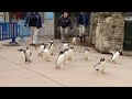 Pittsburgh Zoo Previews 'Penguins On Parade'