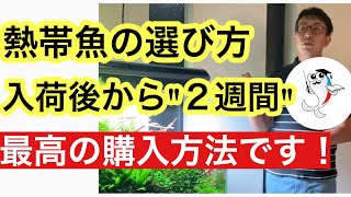 【熱帯魚の調子は購入時で決まる】入荷状況が重要な本当の真意とは