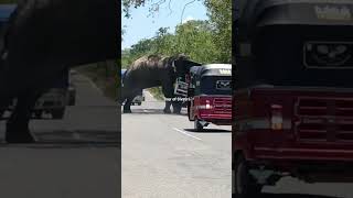 Thrilling journey - Dangerous elephant that attacks vehicles for food #wildelephants #elephantattack