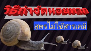 วิธีกำจัดหอยทาก 4 สูตรไม่ใช้สารเคมี #หอยทาก #เกษตรอินทรีย์