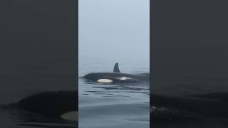 シャチが船の横に浮上（北海道知床羅臼）／Killer whale surfaces next to the boat(Rausu,Shiretoko) orca