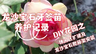 Nina花园69：龙沙宝石种植1（DIY花园休闲平台扩建以及铁艺爬藤架的安装分享；龙沙宝石牙签苗养护从光照、土壤、肥水管理、修剪到造型打造的记录）