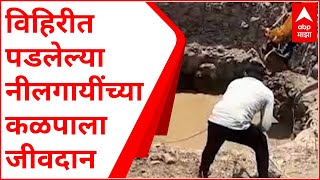 Yavatmal | विहिरीत पडलेल्या नील गायींना वाचवण्यात यश, विहिरीला सुरक्षा कठडाच नसल्याने दुर्घटना