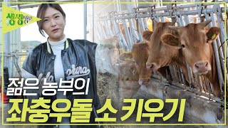 조회 수 39만 뷰! 젊은 농부의 좌충우돌 소 키우기 영상! [2TV 생생정보] KBS 231020 방송