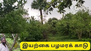 இயற்கை பழமர தோட்டம் இல்லை காடு | Organic Farm🚜🐄🌾 | Forest