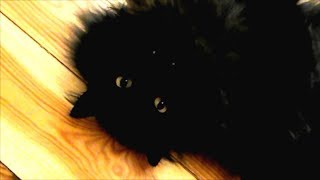 Funny Furry Black Cat