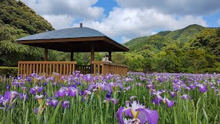 20240604 長崎県 佐々 皿山公園 花菖蒲祭りす2万本