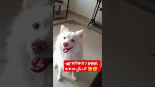 അവന് എന്തോ വേണം അതിനാണ് ചിരിച്ച് മയക്കുന്ന 🤣🤣#doglover #puppy ##