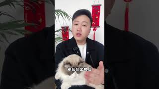 为什么养猫的人，大多都会后悔。养猫经验分享 科学养宠攻略 养猫人 猫咪发情怎么安抚 新手养猫