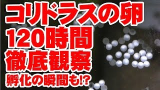 孵化の瞬間を収めた!?120時間【コリドラス】卵観察