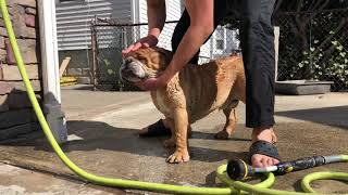 English Bulldog take bath under the sun.     英鬥笨笨陽光下洗澡