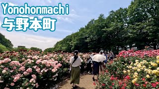 【与野本町】4K 与野公園にバラ🌹を見に行く/Beautiful rose garden in Yono Park🌹【埼玉】