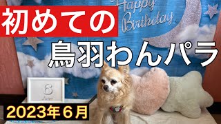 処分犬デカチワワ甘太郎と初めての【鳥羽わんわんパラダイス】2泊目