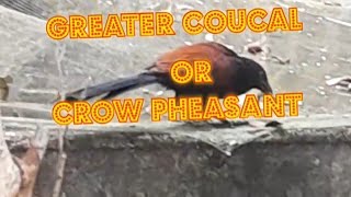 Greater coucal or crow pheasant🕊️😱🕊️ചെമ്പോത്ത്///ഈശ്വരൻ കാക്ക