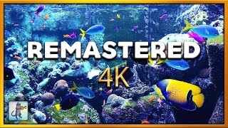 Classic Aquarium Remastered 4K ~  3 HOURS of Beautiful Coral Reef Fish & Aquarium Relax Music 🐠