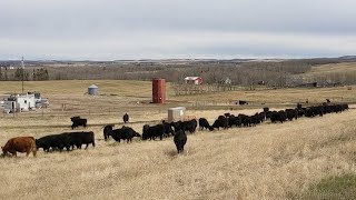 Calving on Alberta Ranch