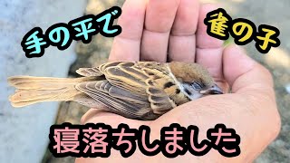 手の平で寝落ちするスズメの子【PIPIPIの雀日記 】