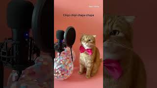 베니의 chipi chipi chapa chapa (Dubidubidu