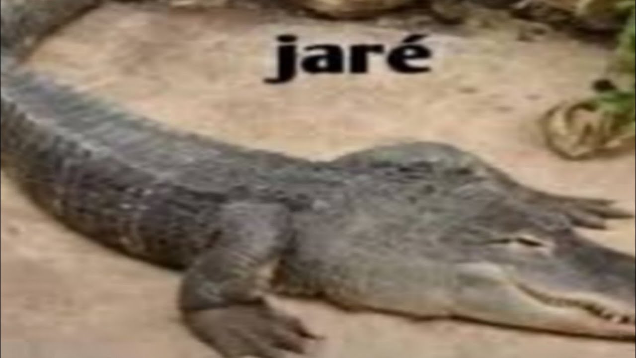 Memes E Shitposts T4 Ep193 Youtube