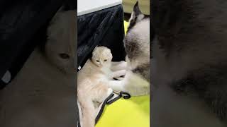 絶対ハスキー犬と離れたくない子猫がこちら…#shorts