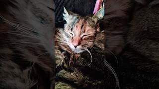 КАПУЧИНО БЕЗ КОФЕ🤣 #tiktok #котики