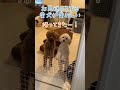 お見送りする愛犬が愛おしい shorts dog 犬 トイプードル かわいい toypoodle トイプ 犬のいる生活