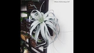 TILLANDSIA XEROGRAPHICA  - описание и основы ухода