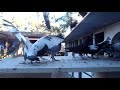 Racing Pigeons 