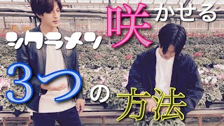 〈キレイな開花のコツ〉これを押さえないとシクラメンは咲きません！