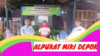 Pusat Pembibitan Alpukat Miki H Yunus || Kukusan Depok || Jawa Barat || Indonesia