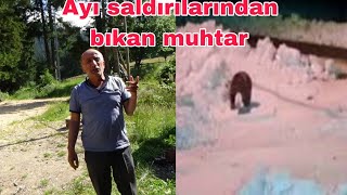 Ayı saldırılarından bıkan muhtar harekete duyarlı kamera sistemi kurdu