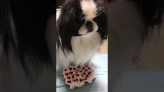 バレンタイン【はよ投げて】カワイ🥰　チンJapanese Chin