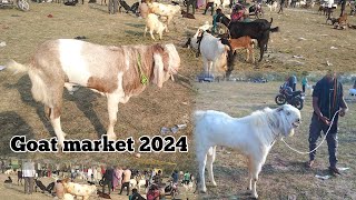 Bhopal bakra mandi 2024 || Goat market ||  bakra bazar