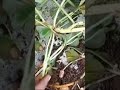 Peanuts harvesting